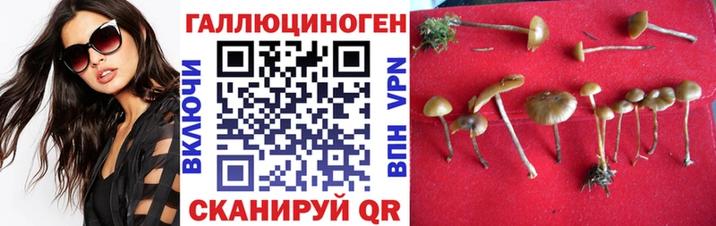 купить закладку mega ТОР Галлюциногенные грибы Psilocybe Россошь